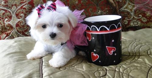 Teacup Maltese Puppies